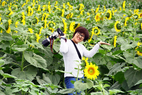 Ngỡ ngàng vẻ đẹp của cánh đồng hoa hướng dương ở Nghệ An